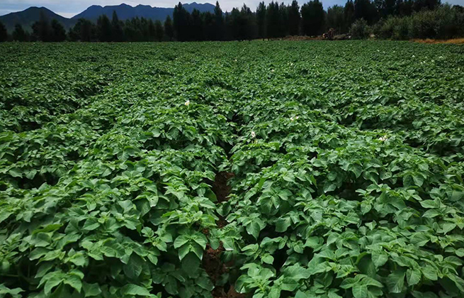 1640835380131784.jpg 巴林左旗薯豐洋農業科技有限公司