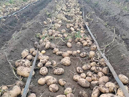 實驗一號馬鈴薯