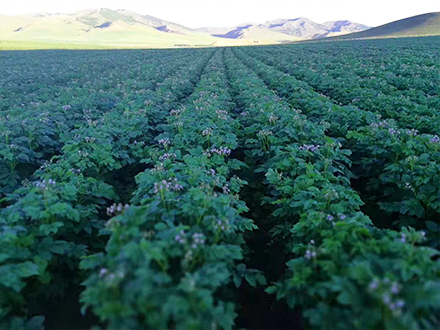 完美一號實驗田