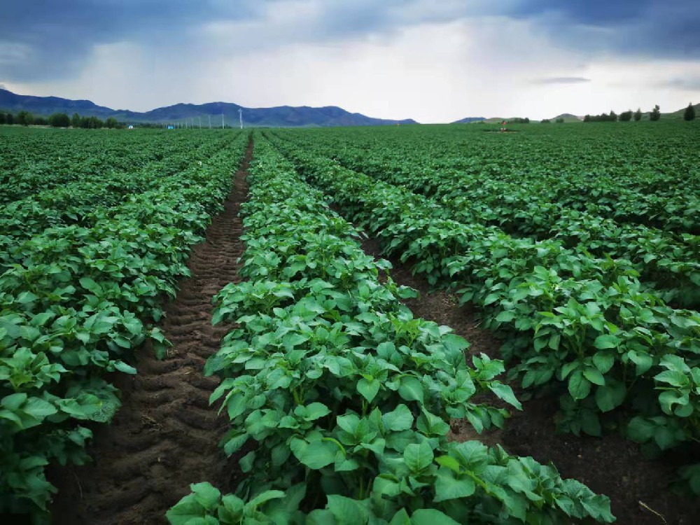 1640912295666146.jpg 馬鈴薯培育種植