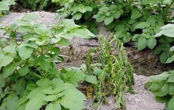 馬鈴薯種子培育基地如何預防治療馬鈴薯青枯病