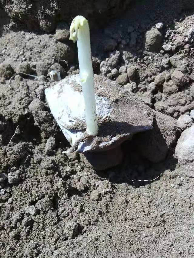 馬鈴薯催芽有什么好處?