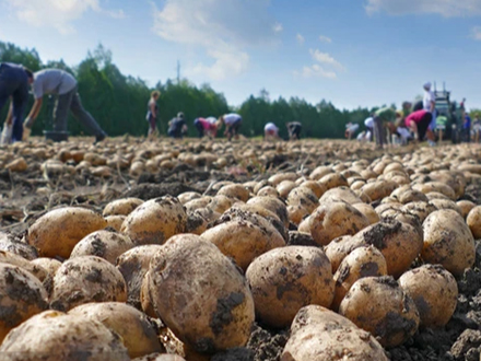馬鈴薯種植培育基地 馬鈴薯種植培育基地
