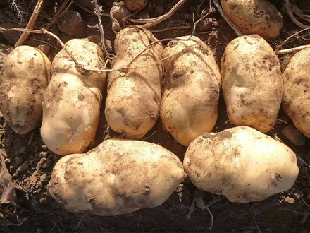 馬鈴薯培育基地 馬鈴薯培育基地