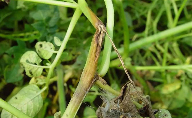 馬鈴薯黑脛病 馬鈴薯黑脛病